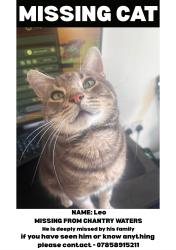 Lost Male Cat last seen Hepworth Wakefield, West Yorkshire, England WF1 5ED