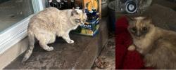 Reunited Female Cat last seen Near N Pearl St, Tacoma, WA 98406, Tacoma, WA 98407