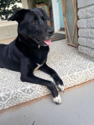Found/Stray Female Dog last seen Douglas x Simmons, Guthrie, OK 73044