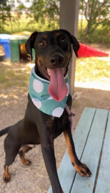 Shelter Stray Male Dog last seen Bexar County, 3353 Morningside Dr, New Braunfels, TX 78132, USA