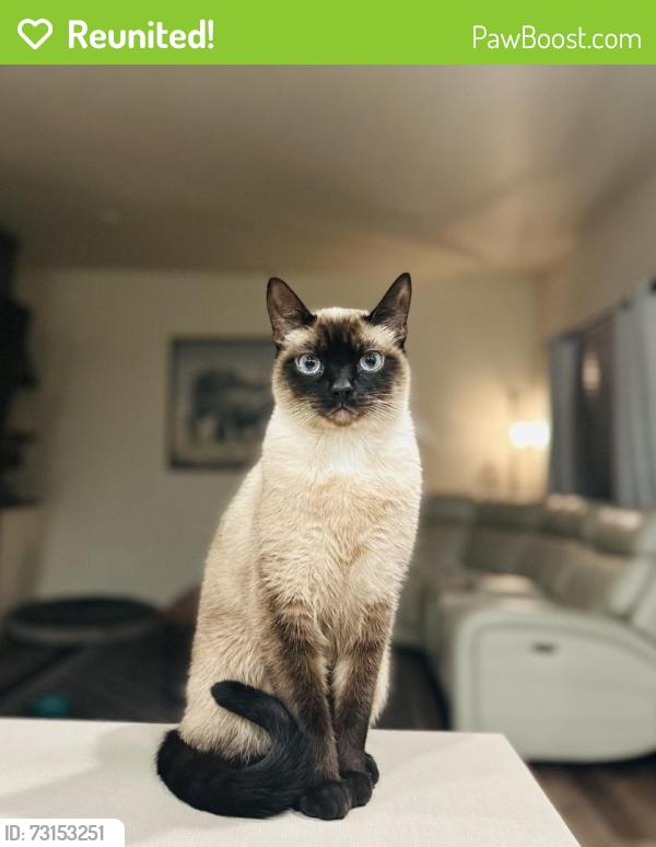 Reunited Male Cat last seen Near Royal Ave, Eugene, OR 97402