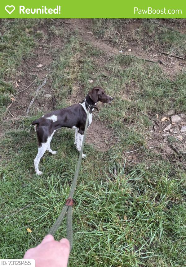 Reunited Female Dog last seen Hoffmier rd route 30, Gap, PA 17527