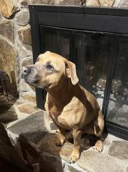 Reunited Female Dog last seen John Dodd rd, Wellford, SC 29385