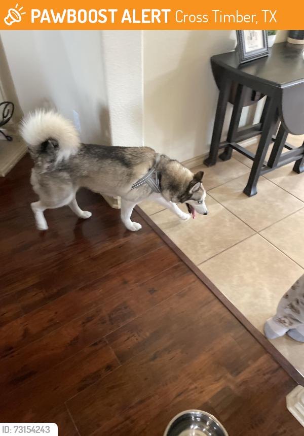 Found/Stray Unknown Dog last seen Frazier elementary, Cross Timber, TX 76028