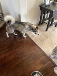 Found/Stray Unknown Dog last seen Frazier elementary, Cross Timber, TX 76028