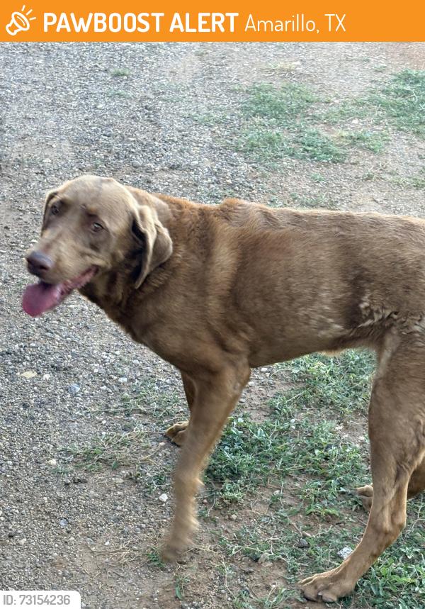 Found/Stray Female Dog last seen East of the Potter County Barn, Amarillo, TX 79108