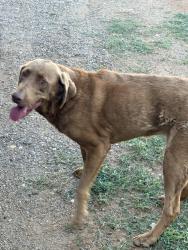 Found/Stray Female Dog last seen East of the Potter County Barn, Amarillo, TX 79108