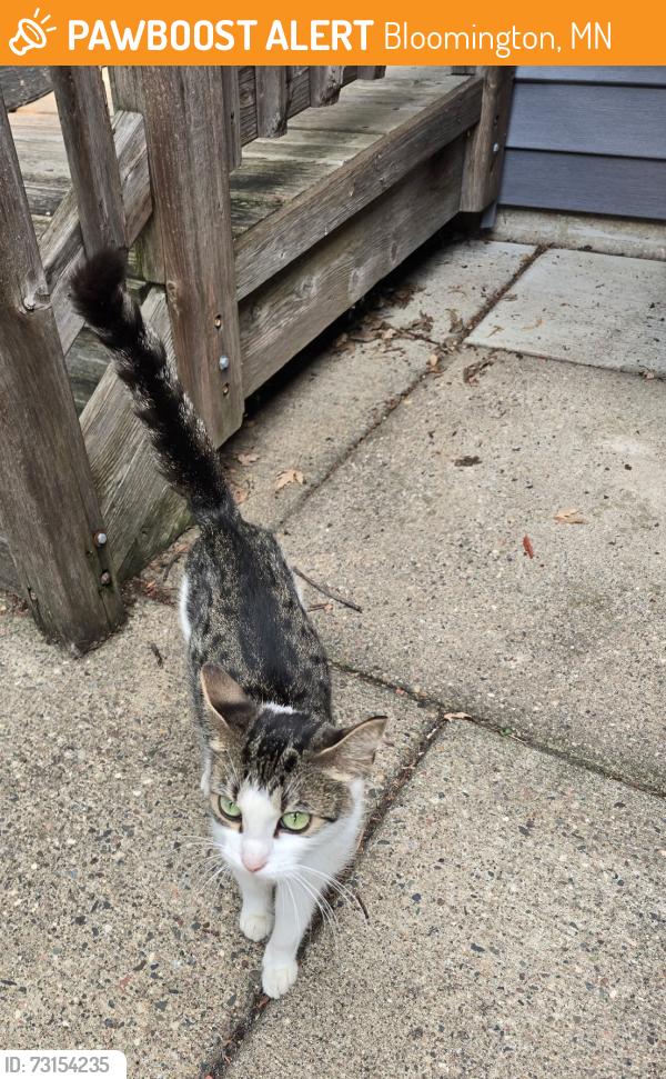 Found/Stray Female Cat last seen Russell & 90th, Bloomington, MN 55431