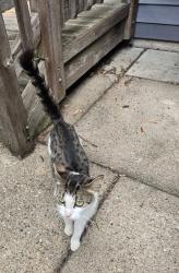 Found/Stray Female Cat last seen Russell & 90th, Bloomington, MN 55431