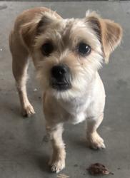 Reunited Male Dog last seen G st and Virginia, Ontario, CA 91764