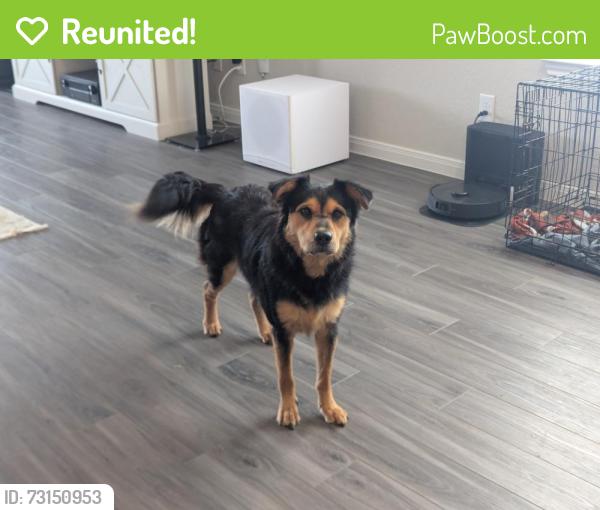 Reunited Female Dog last seen Swenson Heights, Seguin, TX 78155