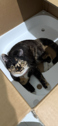 Reunited Female Cat last seen 16th street, Grover Beach, CA 93433
