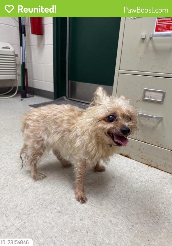 Reunited Female Dog last seen Penman Rd, Jacksonville Beach, FL 32250