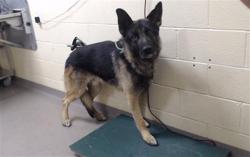 Shelter Stray Male Dog last seen Near BLOCK E 56TH AVE, DENVER CO 80216, 1241 W Bayaud Ave, Denver, CO 80223, USA