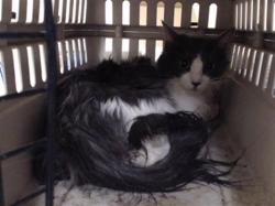 Shelter Stray Female Cat last seen Near BLOCK S LOWELL BLVD, DENVER CO 80219, 1241 W Bayaud Ave, Denver, CO 80223, USA