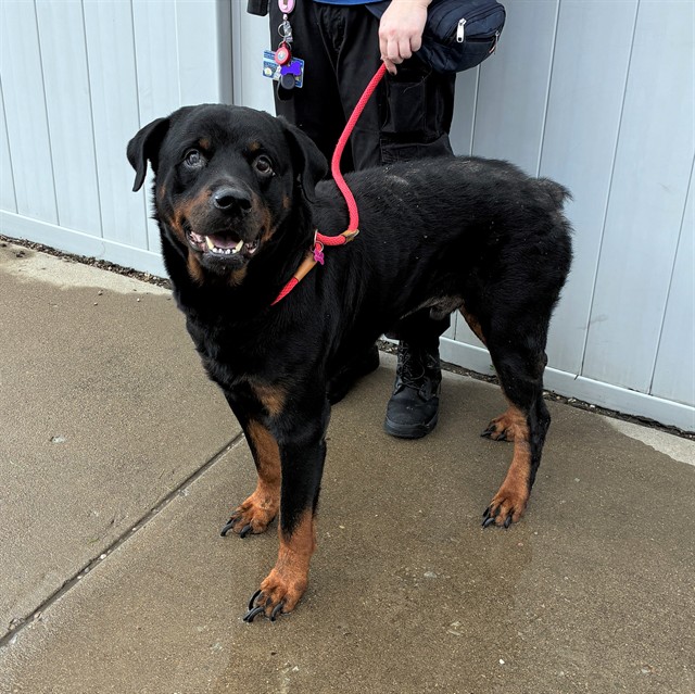 Shelter Stray Male Dog last seen Near BLOCK 3RD ST RD, 3528 Newburg Rd, Louisville, KY 40218, USA