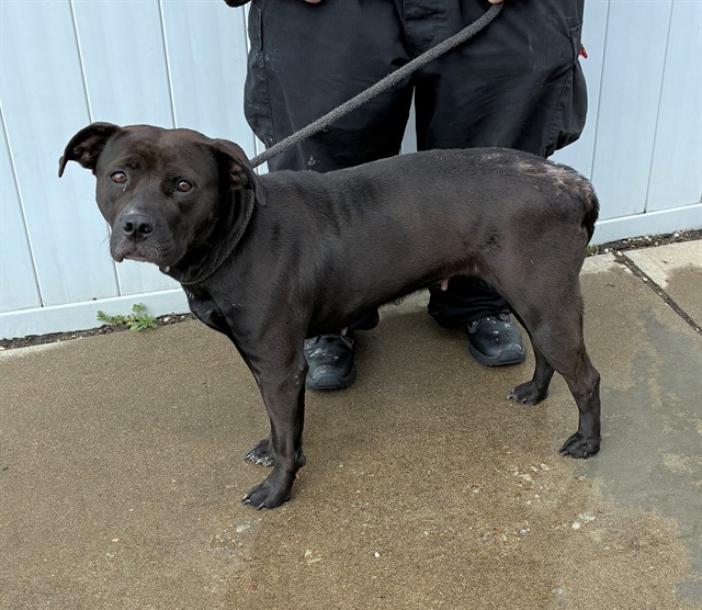 Shelter Stray Female Dog last seen Near BLOCK E BRECKINRIDGE AND E CALDWELL, 3528 Newburg Rd, Louisville, KY 40218, USA