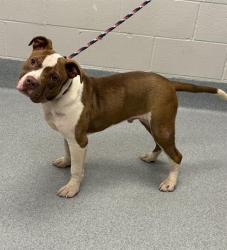 Shelter Stray Male Dog last seen Near, 2600 S Harding St, Indianapolis, IN 46221, USA