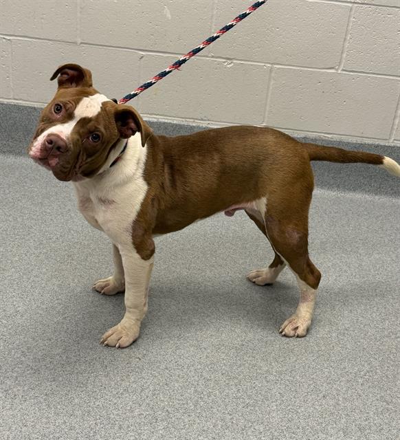Shelter Stray Male Dog last seen Near, 2600 S Harding St, Indianapolis, IN 46221, USA