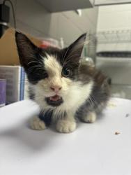 Shelter Stray Male Cat last seen Near, 2600 S Harding St, Indianapolis, IN 46221, USA