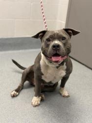 Shelter Stray Female Dog last seen Near, 2600 S Harding St, Indianapolis, IN 46221, USA