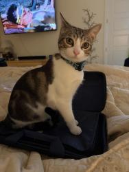 Lost Male Cat last seen Fishtrap Rd and Union Park Blvd, Aubrey, TX 76227