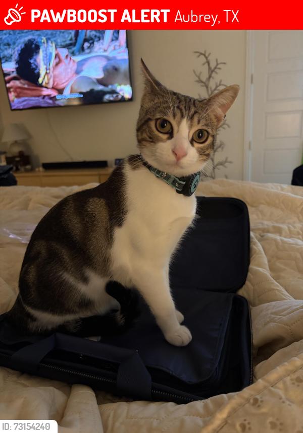 Lost Male Cat last seen Fishtrap Rd and Union Park Blvd, Aubrey, TX 76227