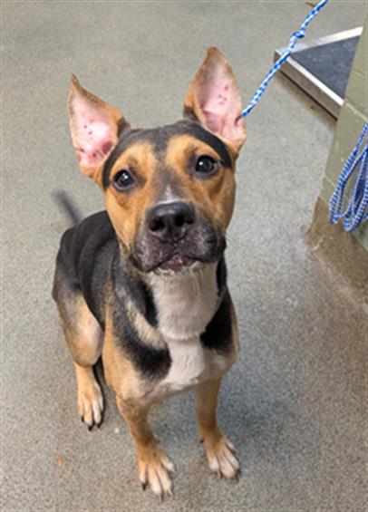 Shelter Stray Male Dog last seen Near BLOCK VERNON ST, 2020 Forest St, Jacksonville, FL 32204, USA