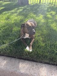 Shelter Stray Female Dog last seen NW 150TH ST / FAIRVIEW BLVD, 2811 SE 29th St, Oklahoma City, OK 73129, USA