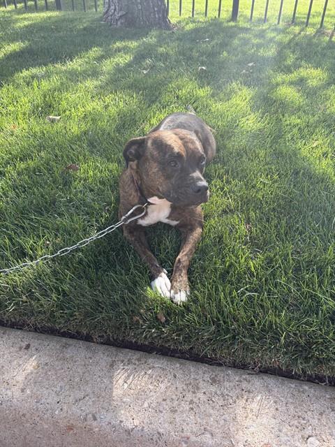 Shelter Stray Female Dog last seen NW 150TH ST / FAIRVIEW BLVD, 2811 SE 29th St, Oklahoma City, OK 73129, USA