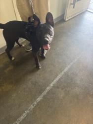 Shelter Stray Male Dog last seen , 1850 W 60th St, Los Angeles, CA 90047, USA