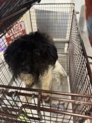 Shelter Stray Male Dog last seen , 1850 W 60th St, Los Angeles, CA 90047, USA