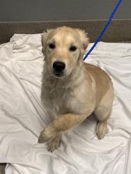 Shelter Stray Female Dog last seen Near BLOCK E TWAIN AVE, LAS VEGAS NV 89169, 655 N Mojave Rd, Las Vegas, NV 89101, USA