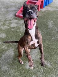 Shelter Stray Male Dog last seen Near BLOCK NW 87TH TER, 3599 NW 79th Ave, Doral, FL 33122, USA