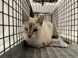 Shelter Stray Unknown Cat last seen HARBOR VIEW DR LEESBURG, 12280 County Rd 448, Tavares, FL 32778, USA