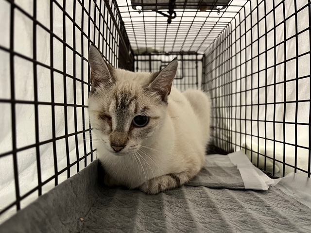Shelter Stray Unknown Cat last seen HARBOR VIEW DR LEESBURG, 12280 County Rd 448, Tavares, FL 32778, USA