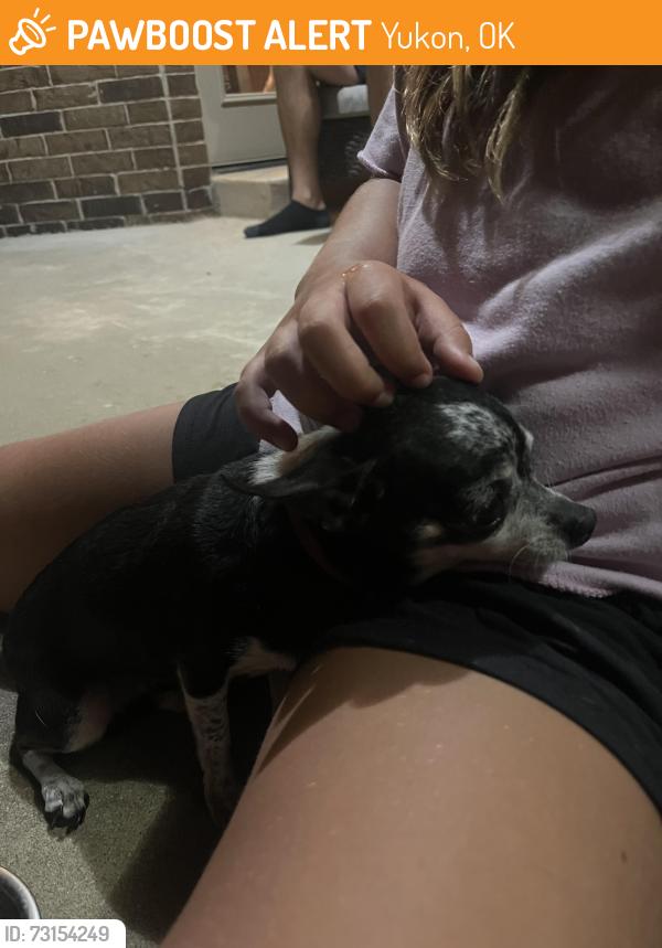 Found/Stray Female Dog last seen 83rd Street in Cottonwood Farm Neighborhood, Yukon, OK 73099
