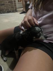 Found/Stray Female Dog last seen 83rd Street in Cottonwood Farm Neighborhood, Yukon, OK 73099