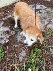 Shelter Stray Female Dog last seen Near BLOCK NW 183RD ST, 3599 NW 79th Ave, Doral, FL 33122, USA