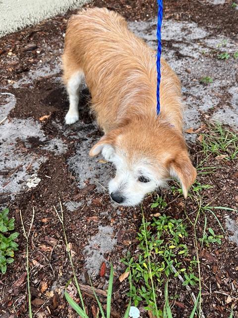 Shelter Stray Female Dog last seen Near BLOCK NW 183RD ST, 3599 NW 79th Ave, Doral, FL 33122, USA
