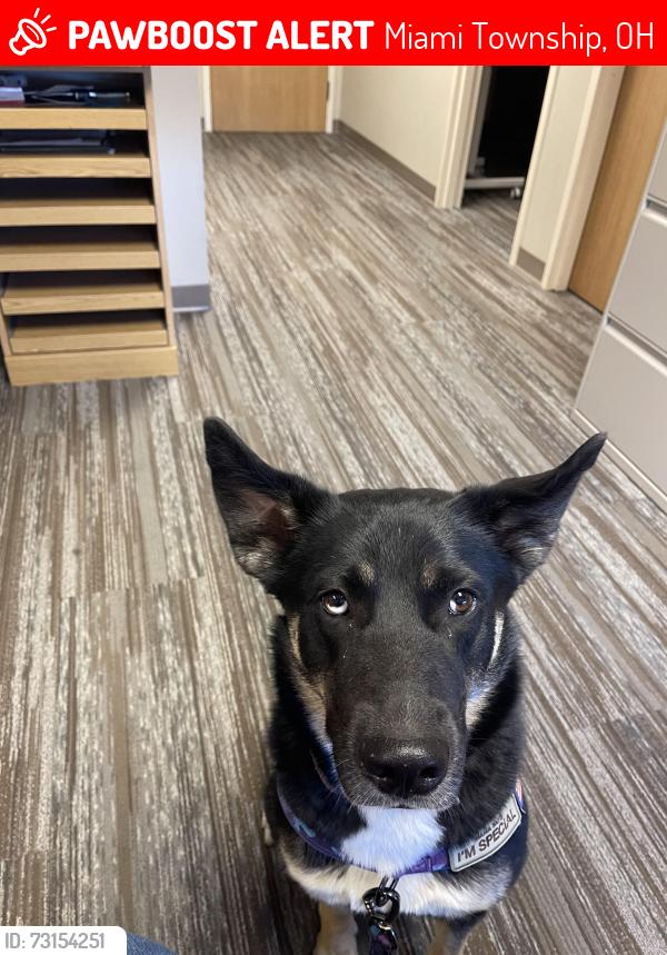 Lost Female Dog last seen Kettering hosp area, Miami Township, OH 45439