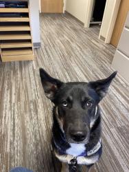 Lost Female Dog last seen Kettering hosp area, Miami Township, OH 45439