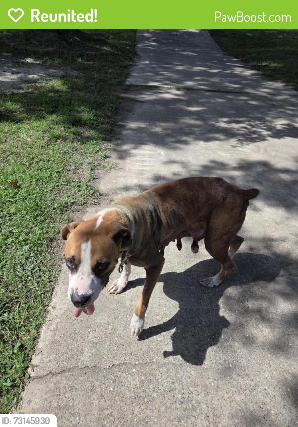 Reunited Female Dog last seen Near Ridgley, Flint, TX 75762