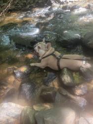 Lost Male Dog last seen Alvis ln norcross ga 30093, Norcross, GA 30093