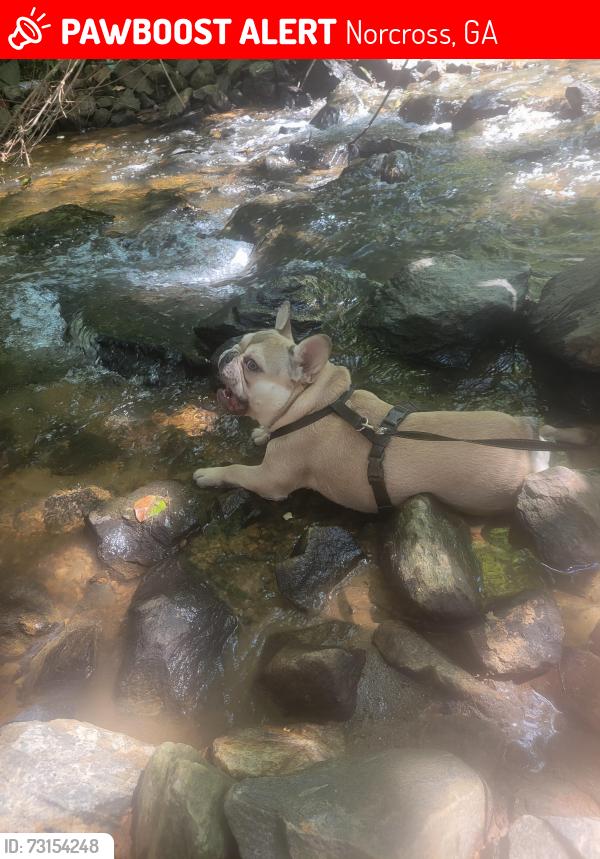 Lost Male Dog last seen Alvis ln norcross ga 30093, Norcross, GA 30093