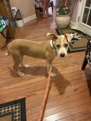 Found/Stray Female Dog last seen Sayland Dairy, Jonesborough, TN 37659