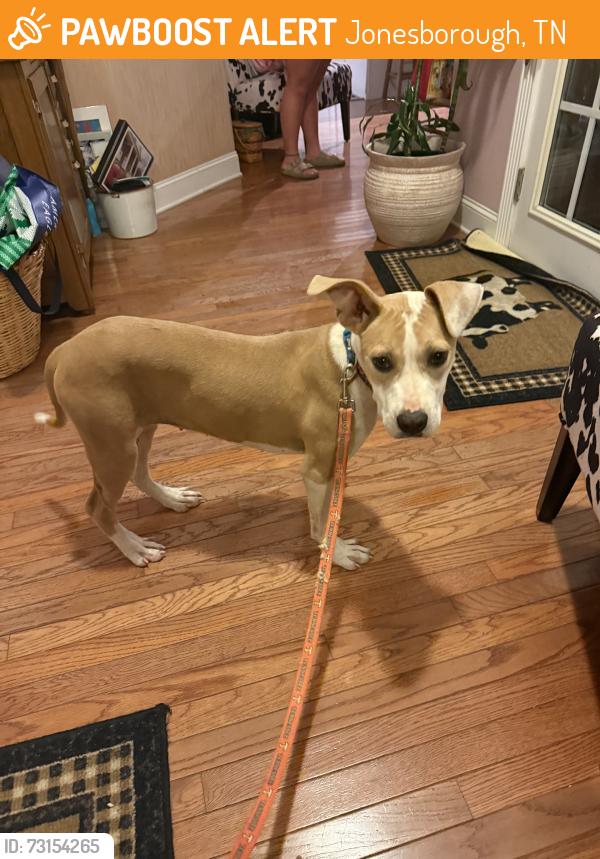 Found/Stray Female Dog last seen Sayland Dairy, Jonesborough, TN 37659