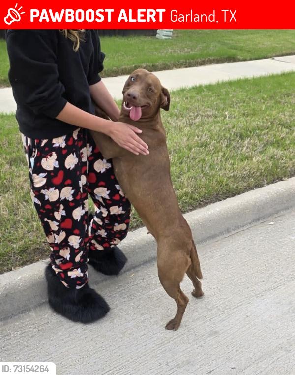 Lost Female Dog last seen Tulane st, Garland, TX 75043