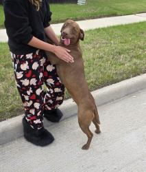 Lost Female Dog last seen Tulane st, Garland, TX 75043