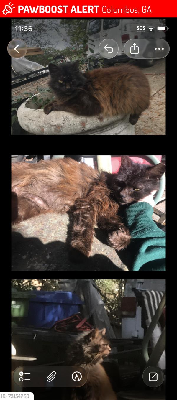 Lost Female Cat last seen 31904, she was stolen and taken near Jordan highschool. They kept her inside, now apparently she’s just running around outside, Columbus, GA 31903